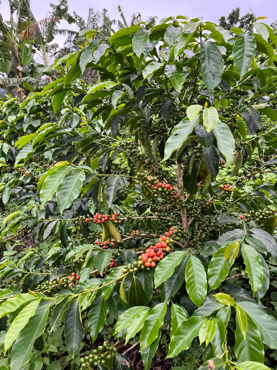 Colombia - La Soledad | Orange Bourbon Fermented Washed - Archived - Image 3