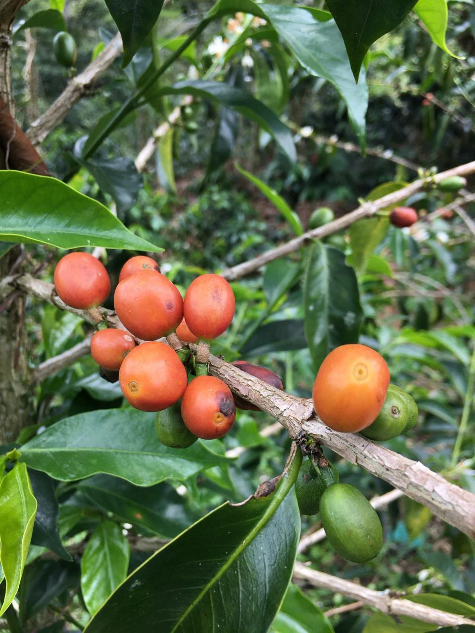 Colombia - La Soledad | Orange Bourbon Fermented Washed - Archived - Image 4
