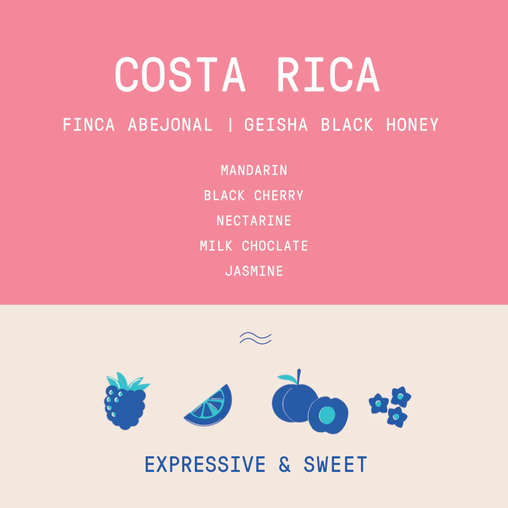 Costa Rica - Finca Abejonal Geisha | Black Honey - Archived - Image 2