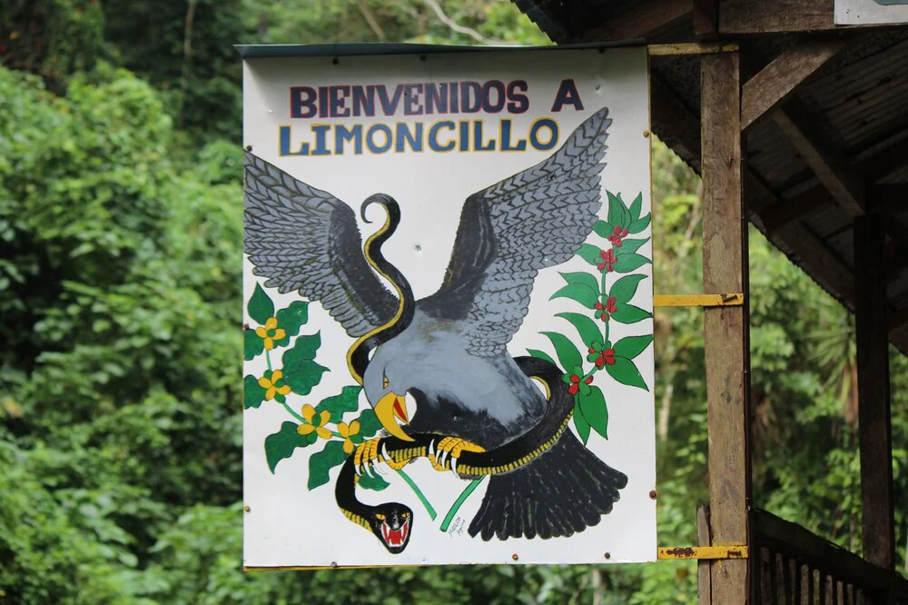 Nicaragua  - El Limoncillo Fincas Mierisch | Yellow Pacamara Natural - 150g - Archived - Image 2