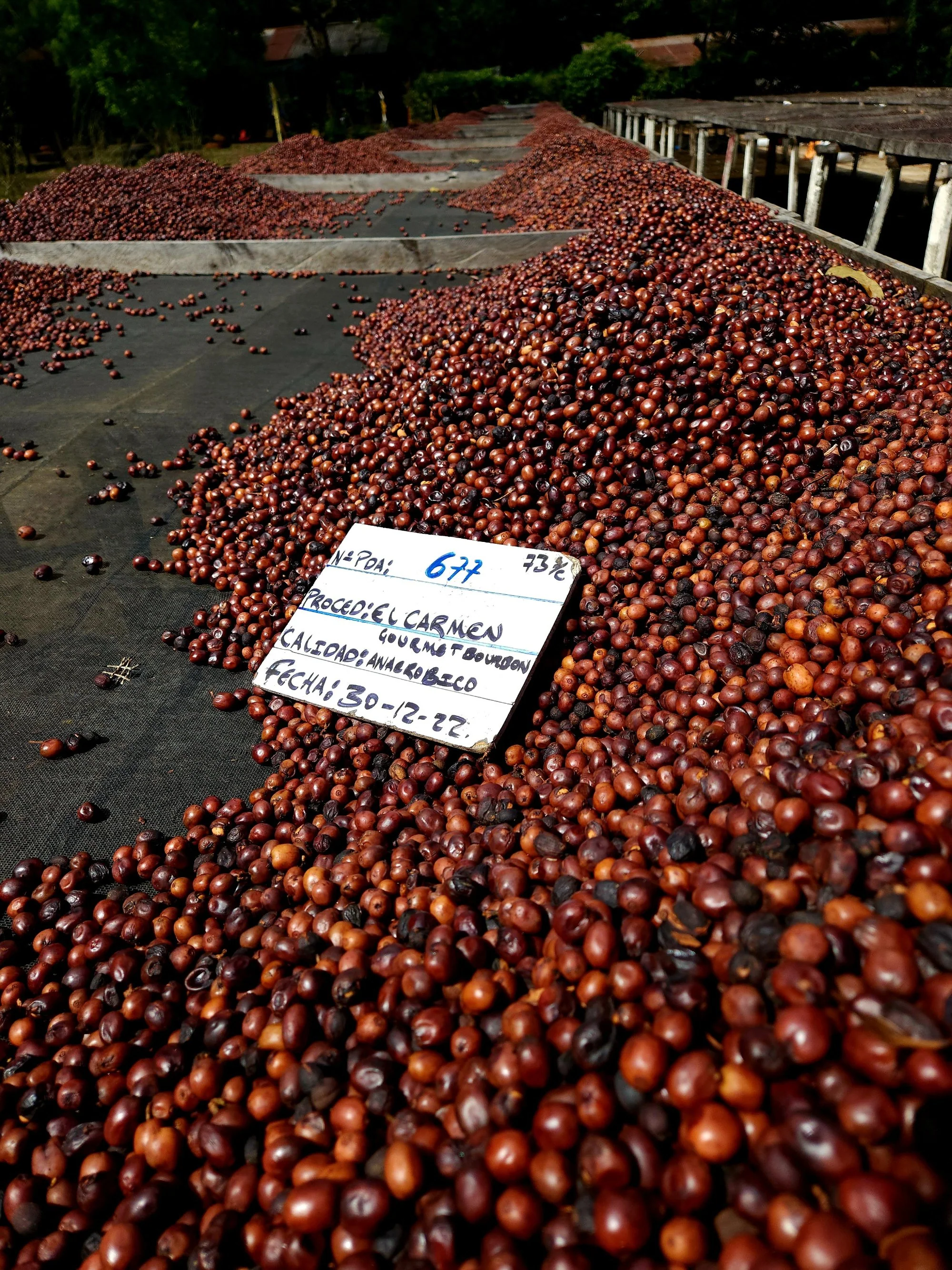 El Salvador - El Carmen | Elite Bourbon Washed - Archived - Image 5