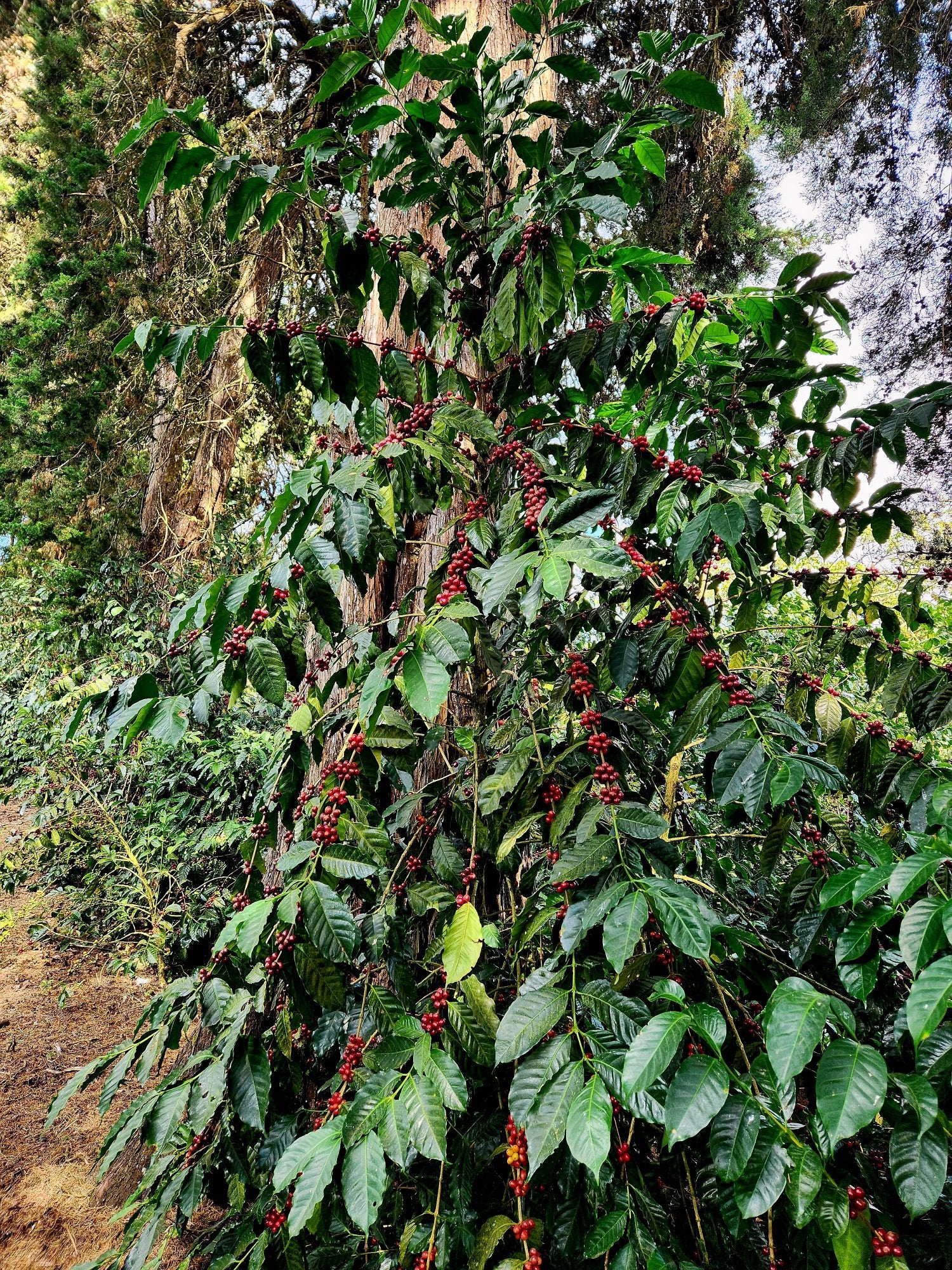 El Salvador - El Carmen | Elite Bourbon Washed - Archived - Image 6