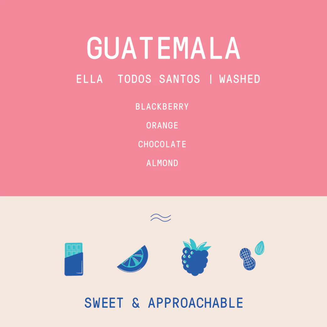 Guatemala - Ella Todos Santos | Washed - Archived - Image 2
