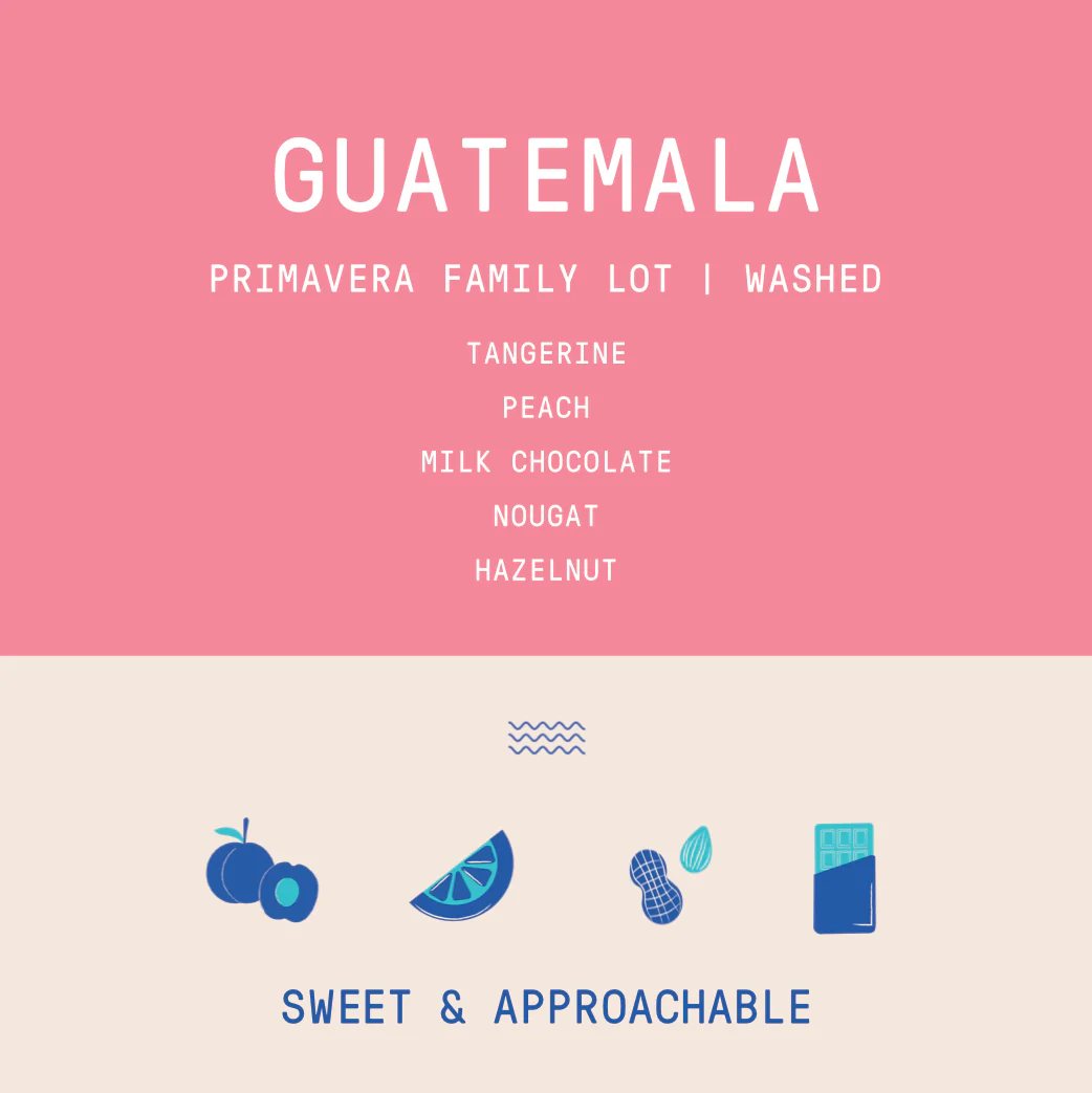 Guatemala - Huehuetenango Primavera Family Lot (2025) | Washed - Archived - Image 2