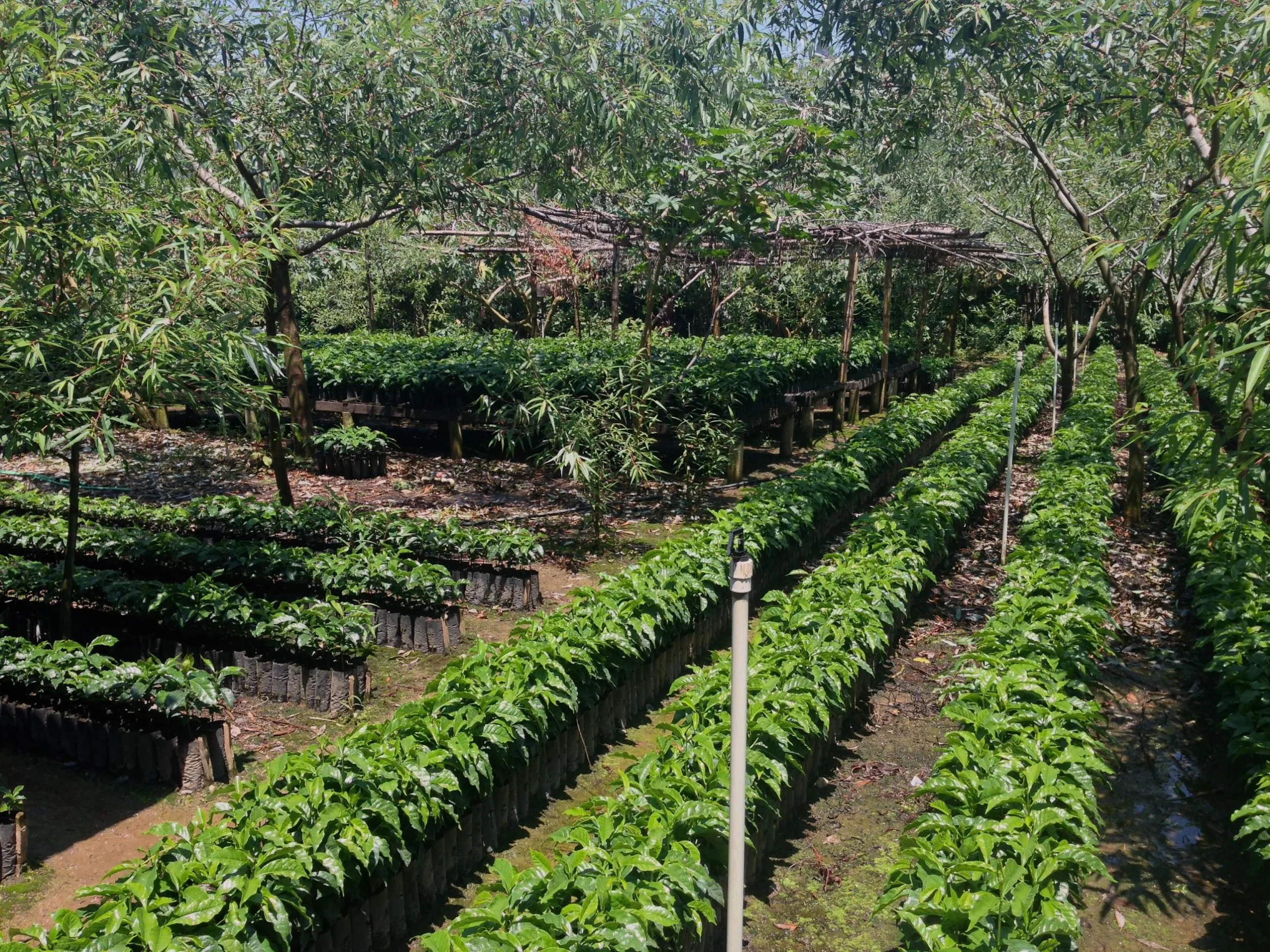 Guatemala - Huixoc Huehuetenango | Washed - Archived - Image 6