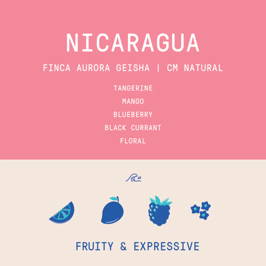 Nicaragua - Finca Aurora | Geisha CM Natural - Archived - Image 2