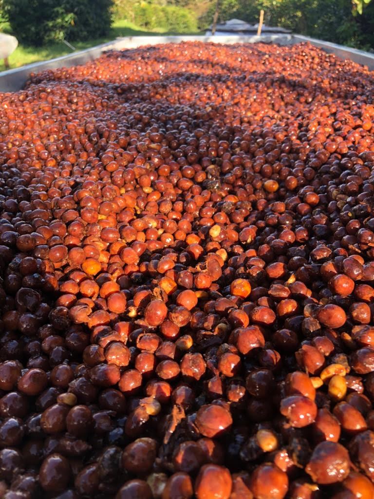 Panama - Altieri Chombi Geisha | Dry Fermentation Cold Natural - 100g - Archived - Image 6