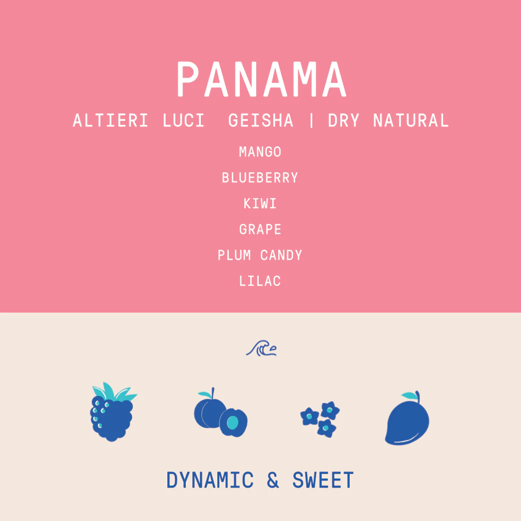 Panama - Altieri Luci Geisha | Dry Natural - 100g - Archived - Image 2