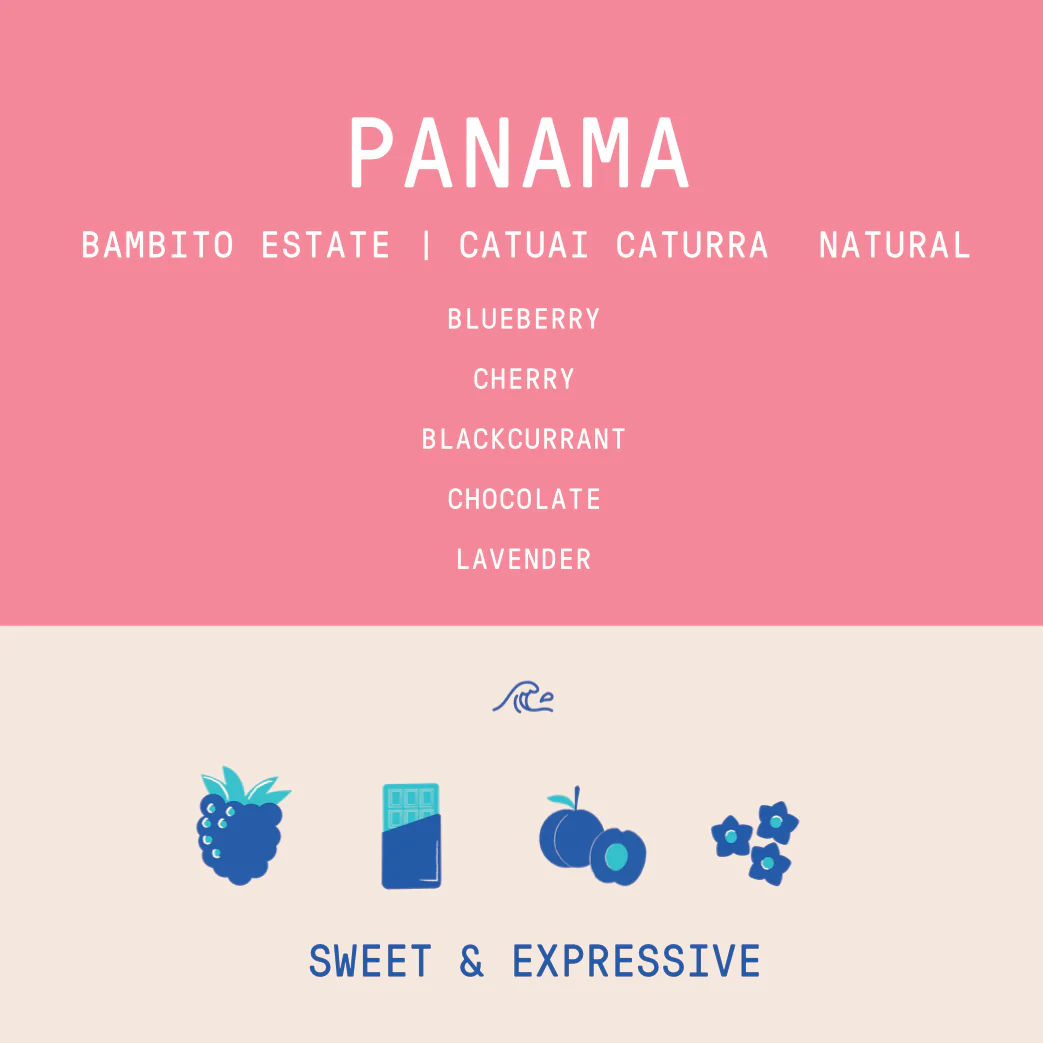 Panama - Bambito Estate Caturra Catuai | Anaerobic Natural - Image 3