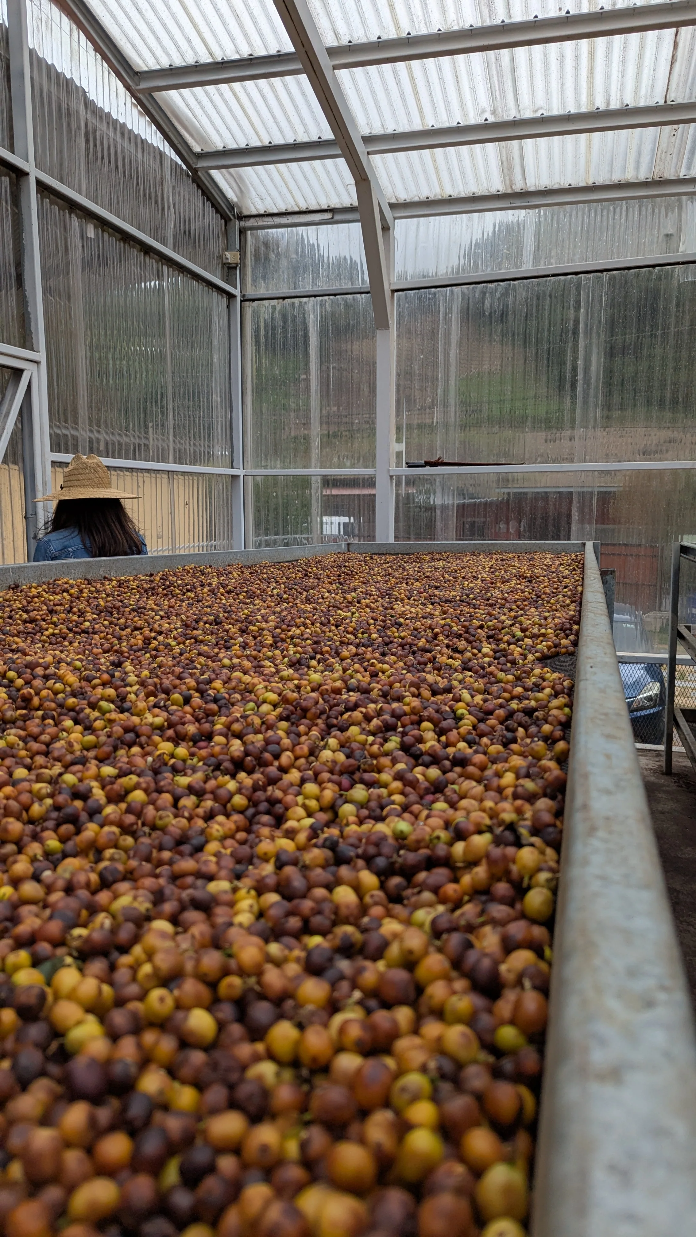 Panama - Bambito Estate Geisha | Washed - 100g - Archived - Image 4