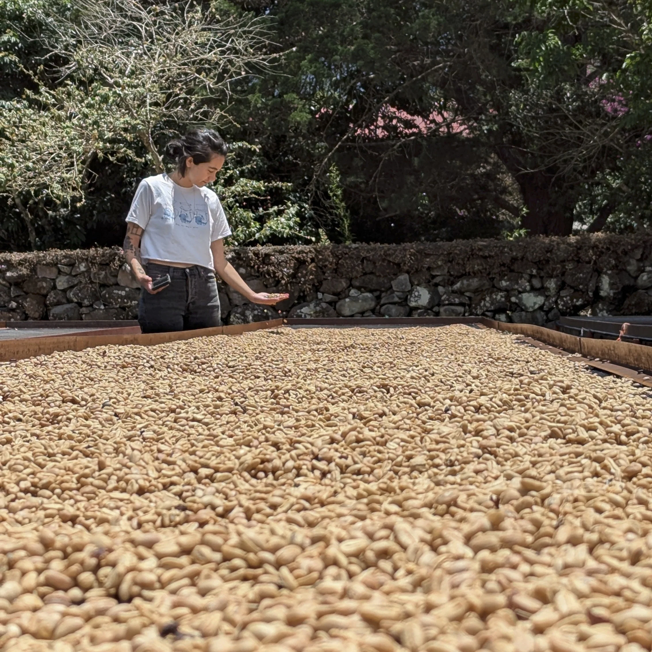 Panama - Carmen Estate Caturra Lot 4 | Natural - Archived - Image 7