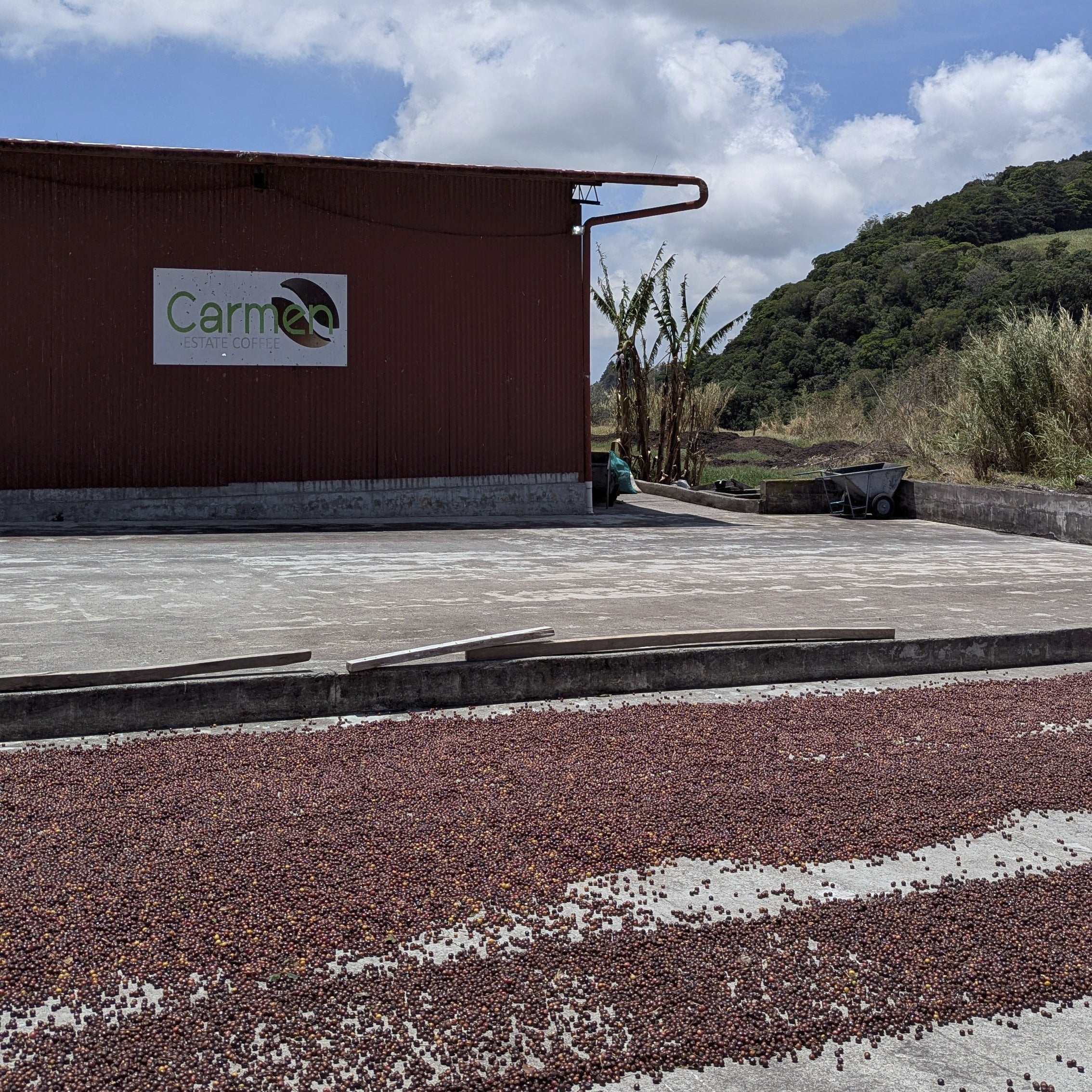 Panama - Carmen Estate Palomar Geisha Lot 3 | Natural - 100g - Archived - Image 3