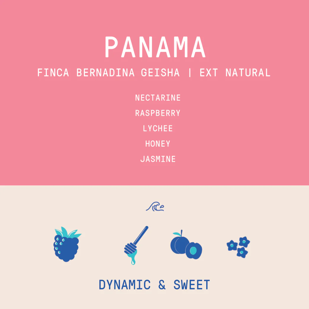 Panama - Finca Bernardina Geisha Lot 1555  | Natural Extended Fermentation- 100g - Archived - Image 2