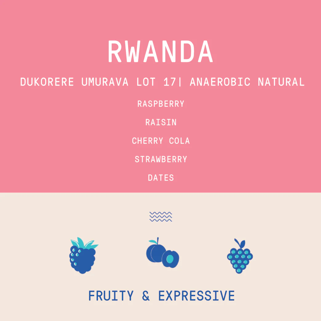 Rwanda - Dukorere Umarava Lot 17 | Anaerobic Natural - Image 2